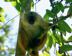 Eulemur macaco