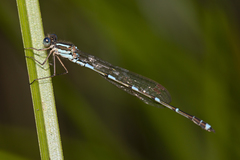 Austrolestes leda