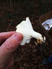 Albatrellus subrubescens