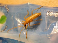 Centrodera