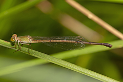 Ceriagrion aeruginosum