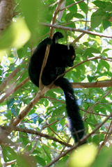 Eulemur macaco