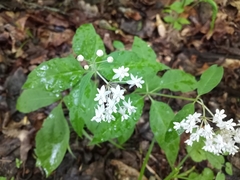 Asclepias quadrifolia