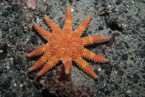 Common Sun Star