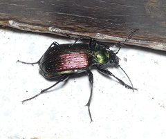 Calosoma alternans