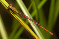 Ceriagrion aeruginosum