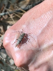 Graphisurus fasciatus