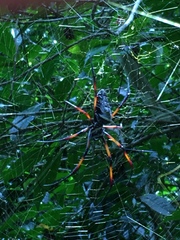 Trichonephila inaurata