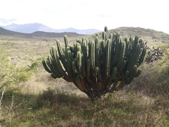 Myrtillocactus schenckii