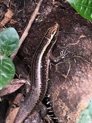 Zonosaurus madagascariensis