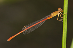Ceriagrion aeruginosum