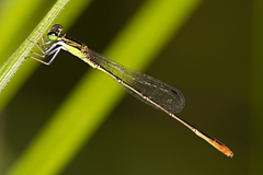 Agriocnemis pygmaea