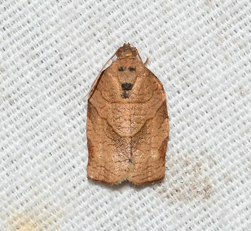 Oblique-banded Leafroller Moth, photo 3 of 10