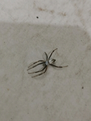 Argiope