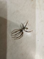 Argiope