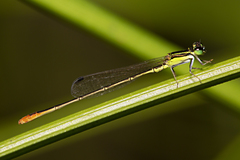 Agriocnemis pygmaea
