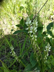 Polygala comosa