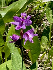 Calopogon
