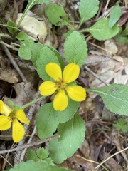 Chrysogonum