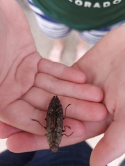 Texania campestris