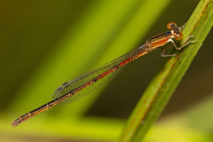Agriocnemis rubricauda