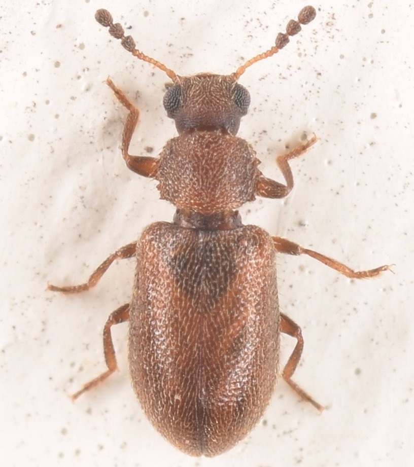 Paratenetus