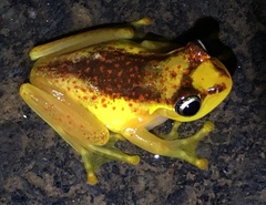 Boophis bottae