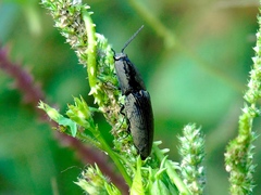 Chalcolepidius inops