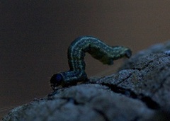 Operophtera fagata