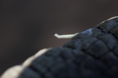 Operophtera fagata