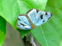 Dynamine postverta mexicana