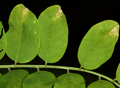 Agromyza soka