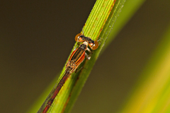 Agriocnemis rubricauda