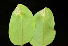 Agromyza soka