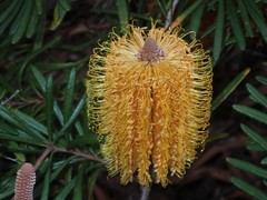Banksia collina