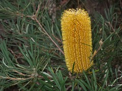 Banksia collina