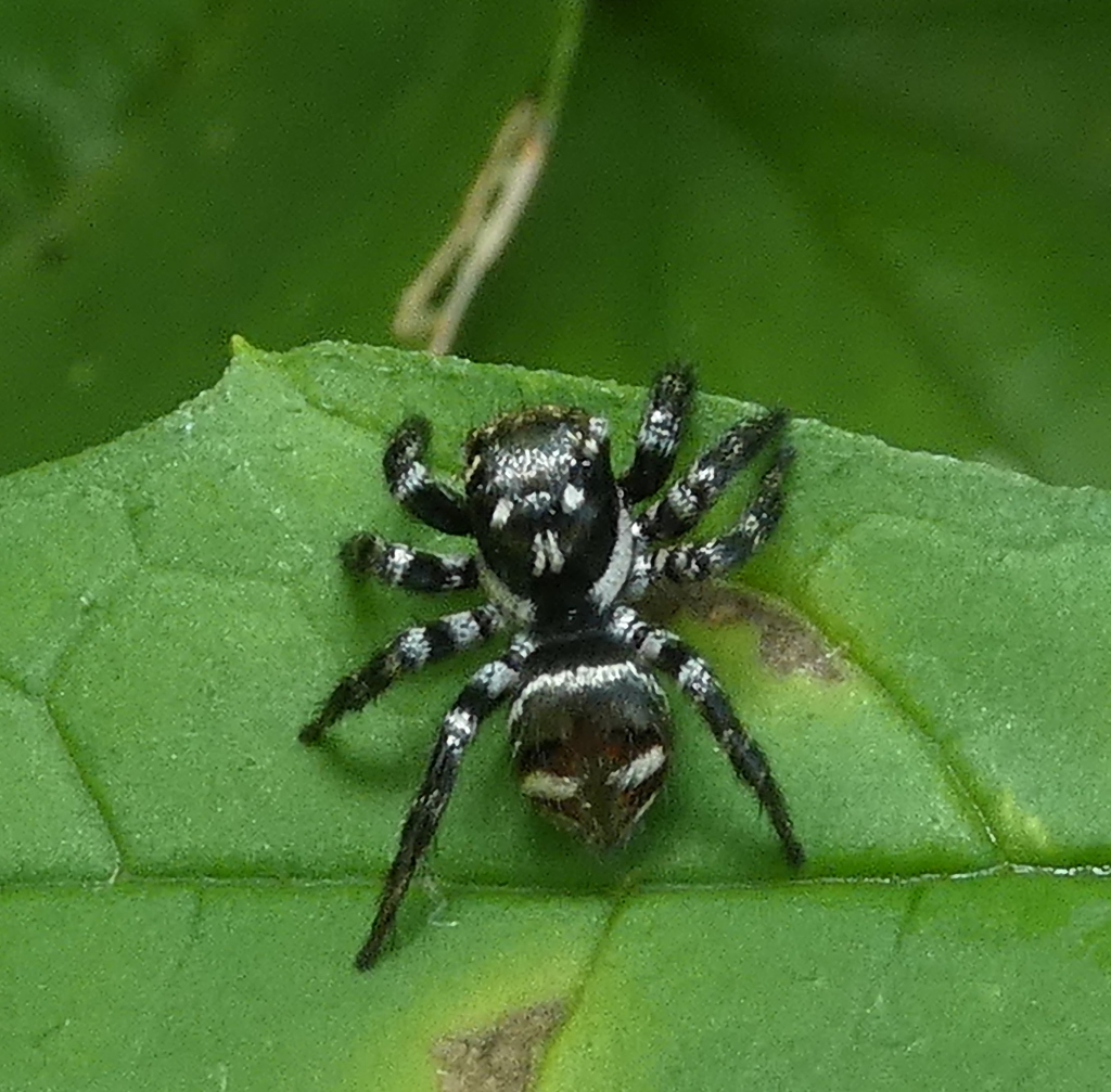 jumping spiders