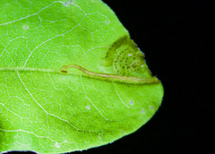 Agromyza soka