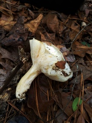 Hygrophorus subsordidus