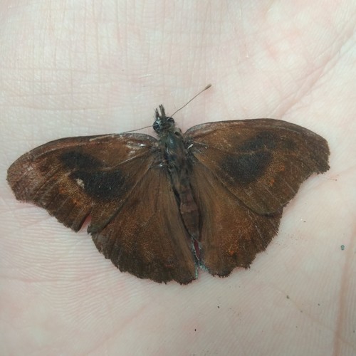 Nelia nemyroides