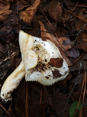 Hygrophorus subsordidus