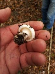 Hygrophorus subsordidus