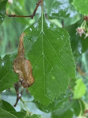 Profenusa canadensis