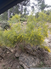 Genista cinerea
