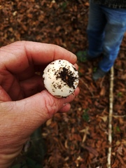 Hygrophorus subsordidus
