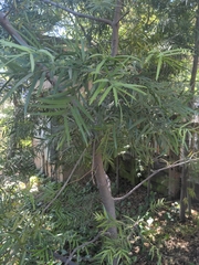 Afrocarpus falcatus