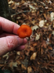 Laccaria laccata pallidifolia