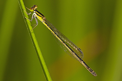 Agriocnemis rubricauda
