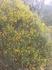 Genista cinerea
