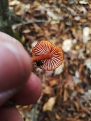 Laccaria laccata pallidifolia